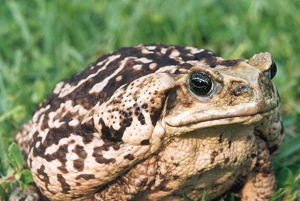 Toadzilla: O μεγαλύτερος βάτραχος του κόσμου σοκάρει την Αυστραλία