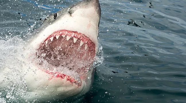 Μεξικό: Φονική επίθεση από λευκό καρχαρία – Αποκεφάλισε δύτη | tanea.gr