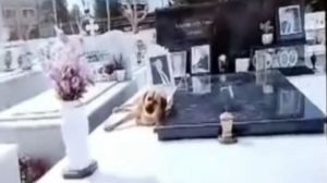 Συγκινεί ο σκύλος που δεν φεύγει από το μνήμα του αφεντικού του