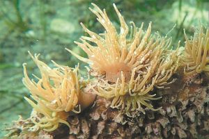 Απειλούμενα ζώα και φυτά με εξαφάνιση