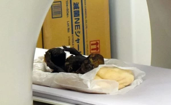 Λύθηκε το μυστήριο της 300 ετών μουμιοποιημένης γοργόνας