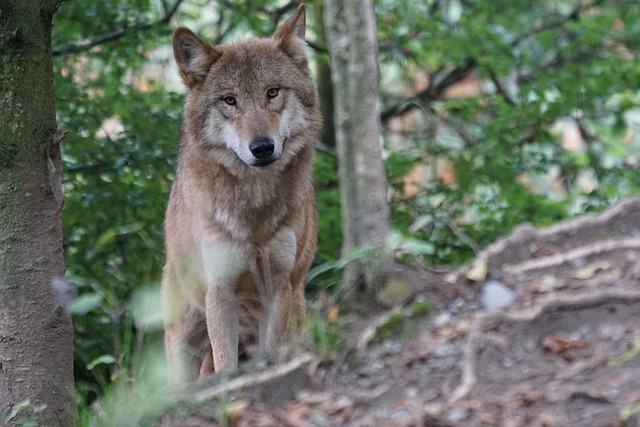 Λύκος: Επέστρεψε στην Πάρνηθα – Πρόγραμμα για την προστασία του
