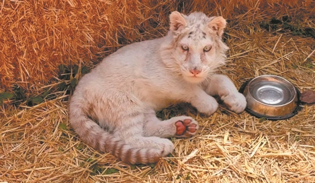 Πόσο κοστίζει ένα τιγράκι στη μαύρη αγορά