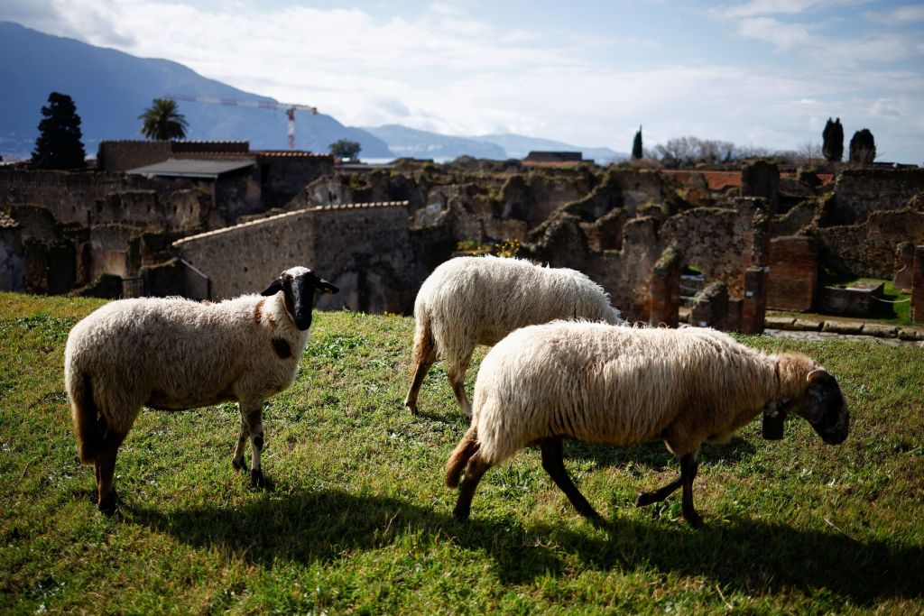 Γιατί ξαμόλησαν πρόβατα ανάμεσα στις αρχαιότητες της Πομπηίας;
