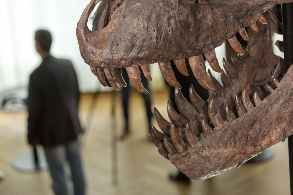 Τυραννόσαυρος: Σπάνιος σκελετός βγαίνει σε δημοπρασία για πρώτη φορά στην Ευρώπη