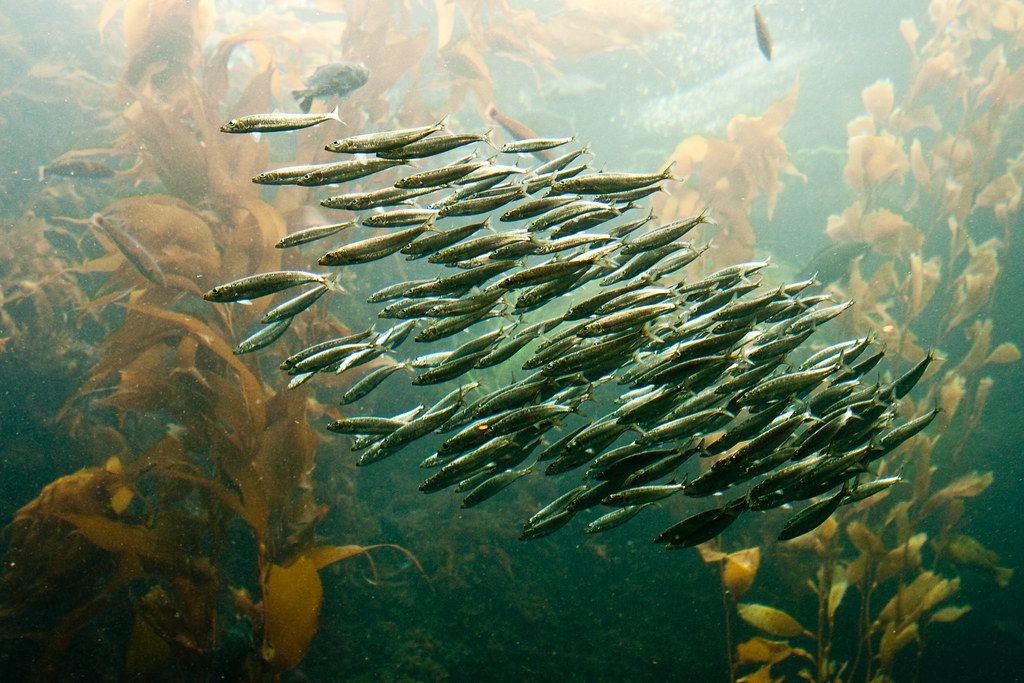 Θαλάσσιοι καύσωνες, η κρυφή πληγή της κλιματικής αλλαγής