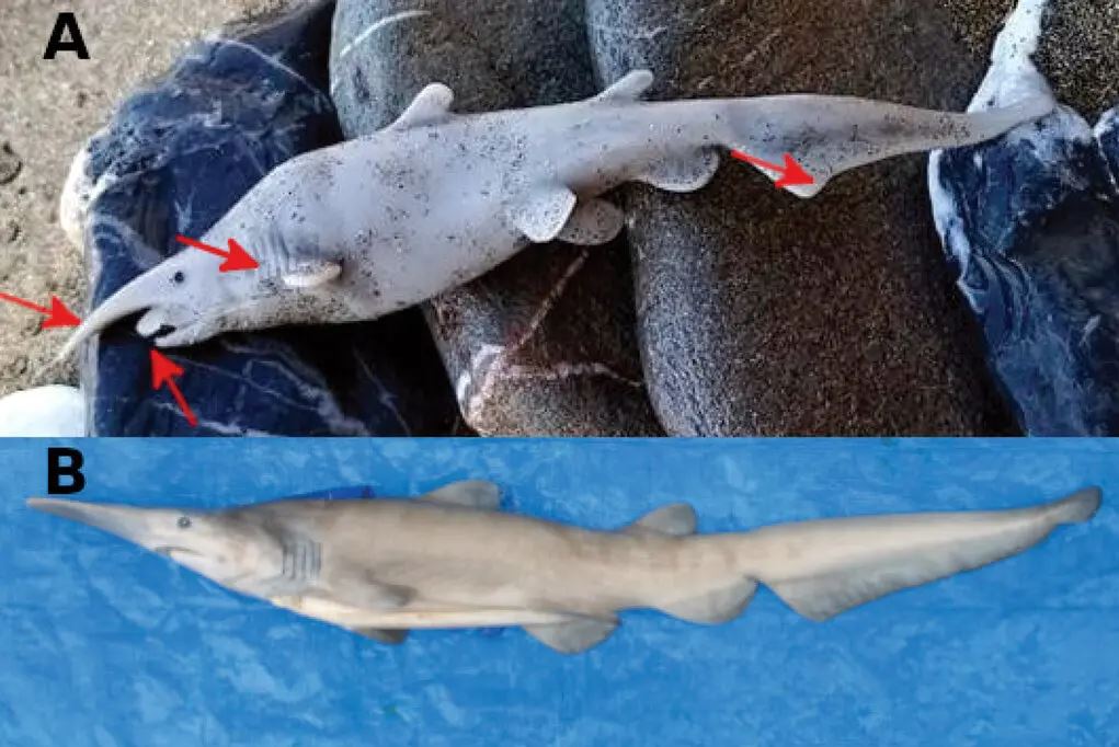 Sharkgate: «Νέο είδος καρχαρία στην Ελλάδα» ή γκάφα με πλαστικό παιχνίδι;