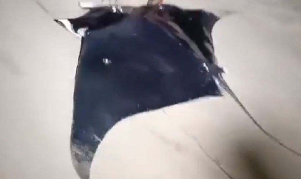 Σαλάχια που ζυγίζουν μέχρι 300 κιλά πιάστηκαν στα ανοιχτά της Λωρίδας της Γάζας