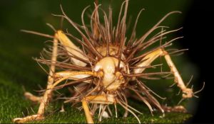 Μπορεί ένας φονικός μύκητας να προκαλέσει πανδημία;