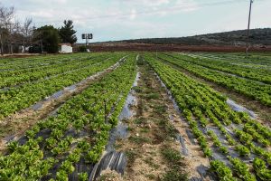 Νέα διαδικασία από την ΑΑΔΕ για εξπρές επιστροφές του ΦΠΑ