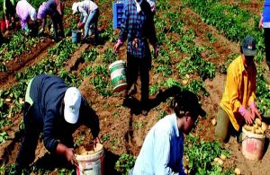 Βουλή: Τι προβλέπει ο Κώδικας Μετανάστευσης για τους μετακλητούς εργάτες γης