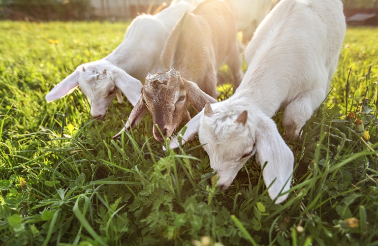 Κτηνοτρόφοι: Πλήγμα η ένταξη των αμνοεριφίων στο «καλάθι»