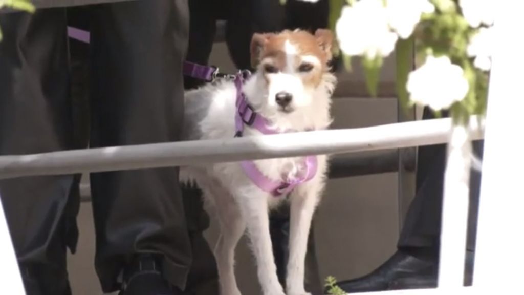 Η συγκινητική ιστορία του «Τάβι» που αναζητούσε στα συντρίμμια τα αφεντικά του