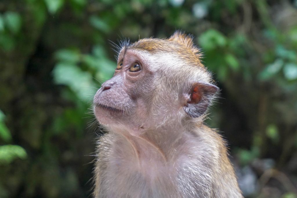 Μποϊκοτάζ στα προϊόντα από καρύδα εξαιτίας… καταναγκαστικής εργασίας των μαϊμούδων | tanea.gr