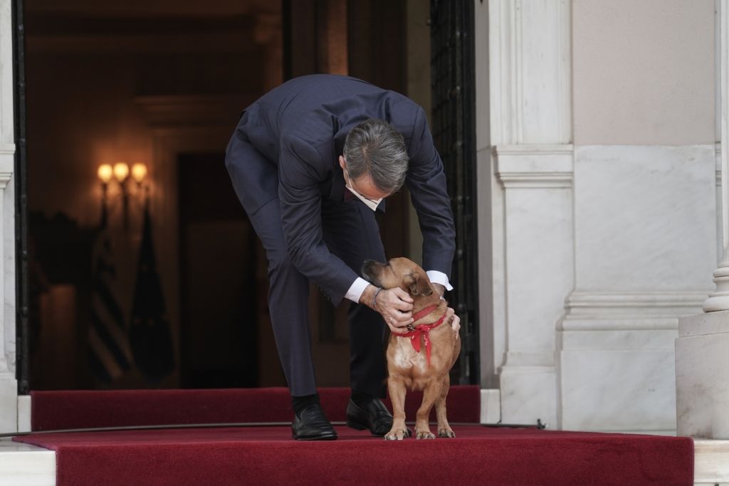 Παγκόσμια Ημέρα Αδέσποτων: Το μήνυμα του Κυριάκου Μητσοτάκη