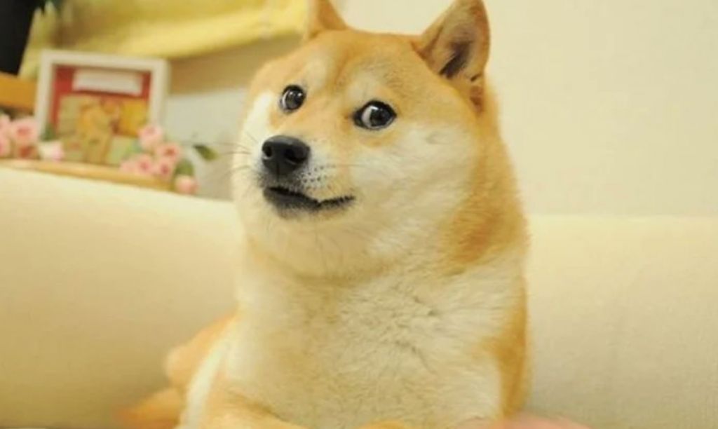 Kabosu: Ποιο είναι το σκυλί – μασκότ του Dogecoin που έγινε το νέο logo του Twitter
