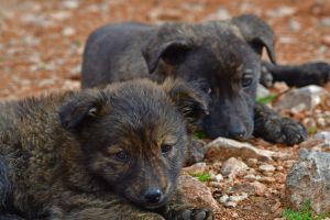 Παγκόσμια Ημέρα Αδέσποτων: «Σήμερα μπορούμε να μιλάμε μόνο για προβληματισμό σε μια χώρα με τόσα αδέσποτα»