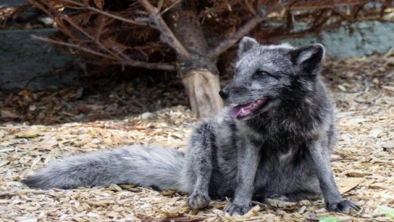 Θρίλερ με μυστηριώδες πλάσμα στους δρόμους της Βρετανίας