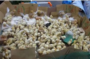 Προσπάθησαν να πουλήσουν νεογέννητα κοτοπουλάκια σε λαϊκή