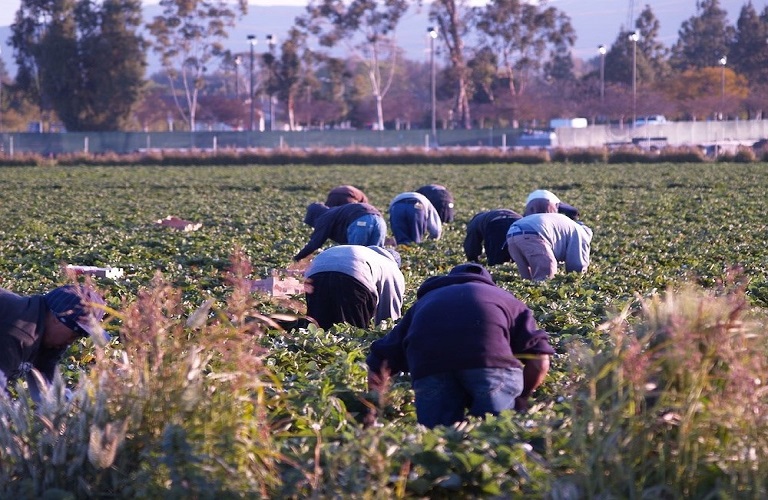Εργάτες γης: Τι αλλάζει στις αιτήσεις για μετάκληση