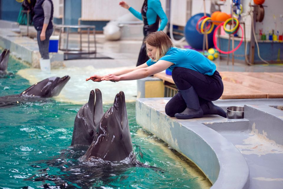 Ουκρανία: Τα δελφίνια του Χαρκόβου βρήκαν καταφύγιο στη Ρουμανία