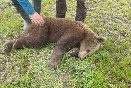 Αρκουδάκι: Πιάστηκε σε συρμάτινη θηλειά στις Πρέσπες – Πώς το έσωσαν