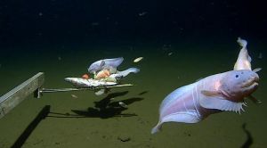 Ψάρι που βρέθηκε σε ωκεάνια τάφρο καταρρίπτει κάθε ρεκόρ βάθους