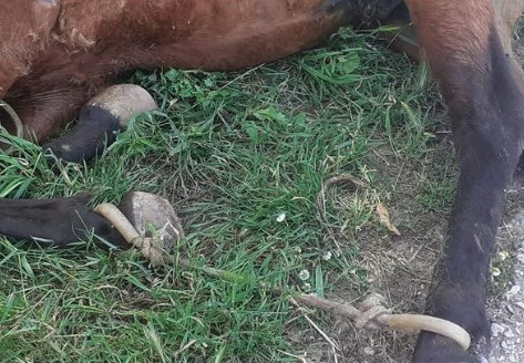 Κτηνωδία στην Τζια: Άλογο παστουρωμένο «κρεμόταν» σε πλαγιά λόγω εξάντλησης