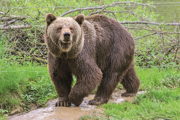 Δεύτερη επίθεση αρκούδας σε πεζοπόρο στην Ιταλία