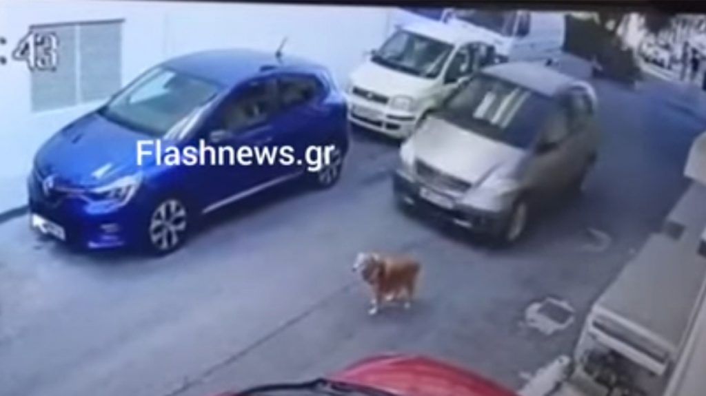 Πρόστιμο 40.000 ευρώ στην οδηγό που πάτησε σκυλάκι εν ψυχρώ