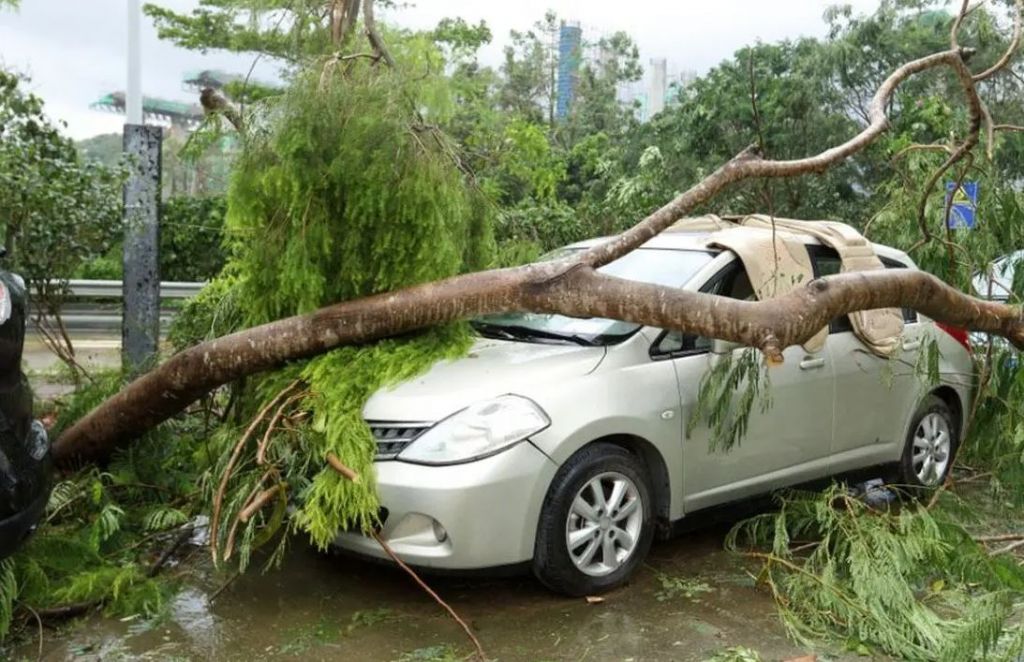 Κακοκαιρία Ilina: Πτώσεις δέντρων στη Θεσσαλονίκη
