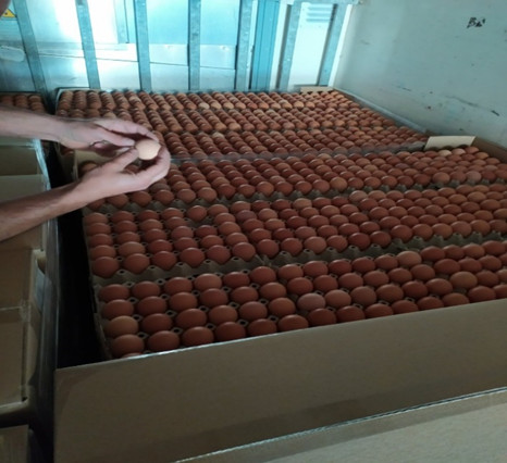 Κατάσχεσαν 300.000 αβγά Βουλγαρίας που θα τα βάφτιζαν ελληνικά για το Πάσχα