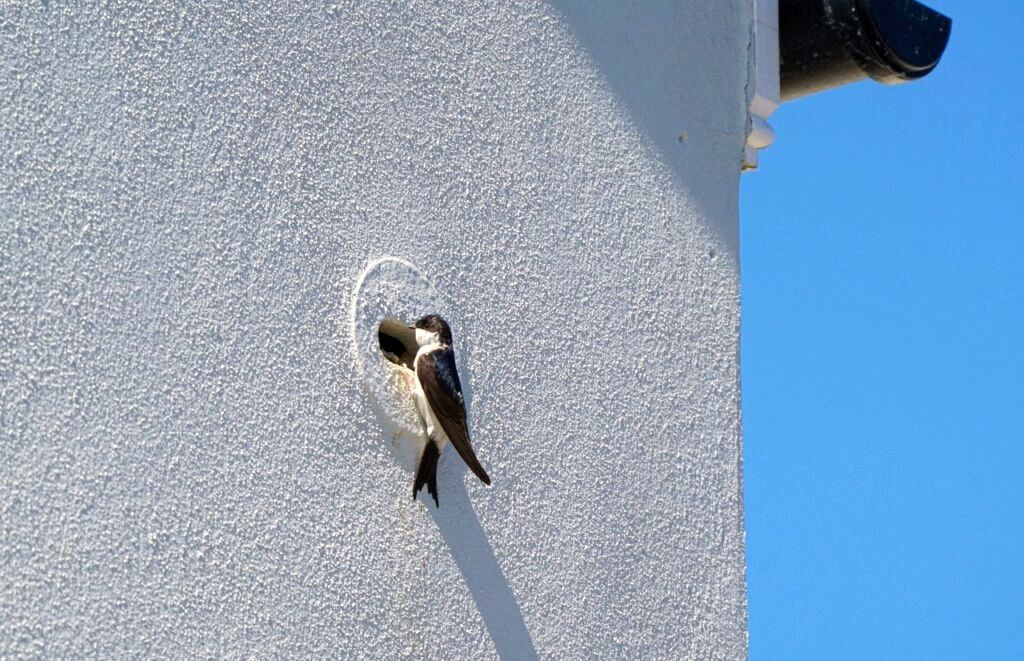 Σχέδιο για υποχρεωτικές φωλιές πουλιών στα κτήρια συζητά το κοινοβούλιο