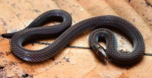 Το φίδι που γίνεται ρόδα για να ξεφύγει από εχθρούς