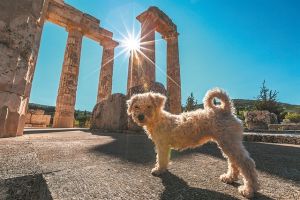 Ναι για 120 στην είσοδο ζώων συντροφιάς, όχι για 90
