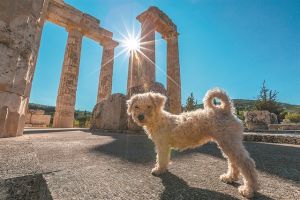 Θετικοί οι αρχαιολόγοι για είσοδο ζώων υπό όρους