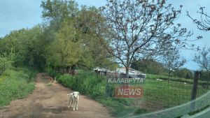 Καλάβρυτα: Νεκρός μέσα σε λίμνη αίματος σε στάβλο εντοπίστηκε νεαρός άνδρας