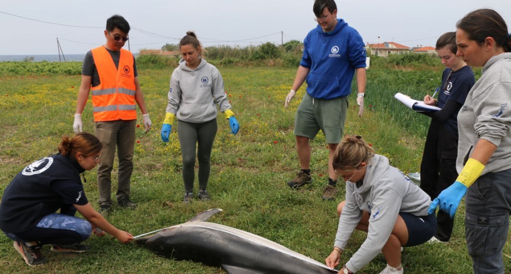 Νεκρό δελφίνι ξεβράστηκε σε παραλία της Σάμου