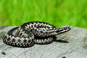 Μάχη για τη ζωή της δίνει 39χρονη που την δάγκωσε οχιά σε σχολείο