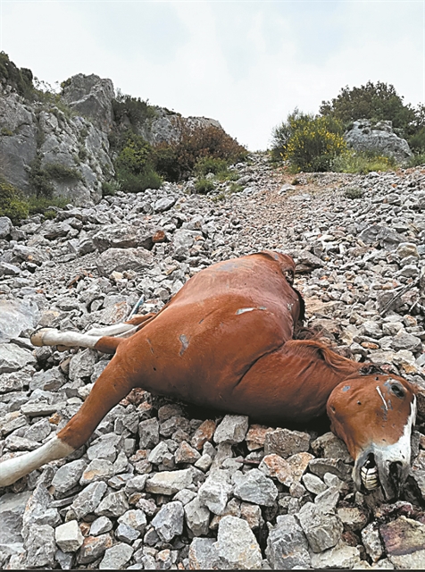 Προανάκριση για τα νεκρά άλογα σε χαράδρα της Πάρνηθας