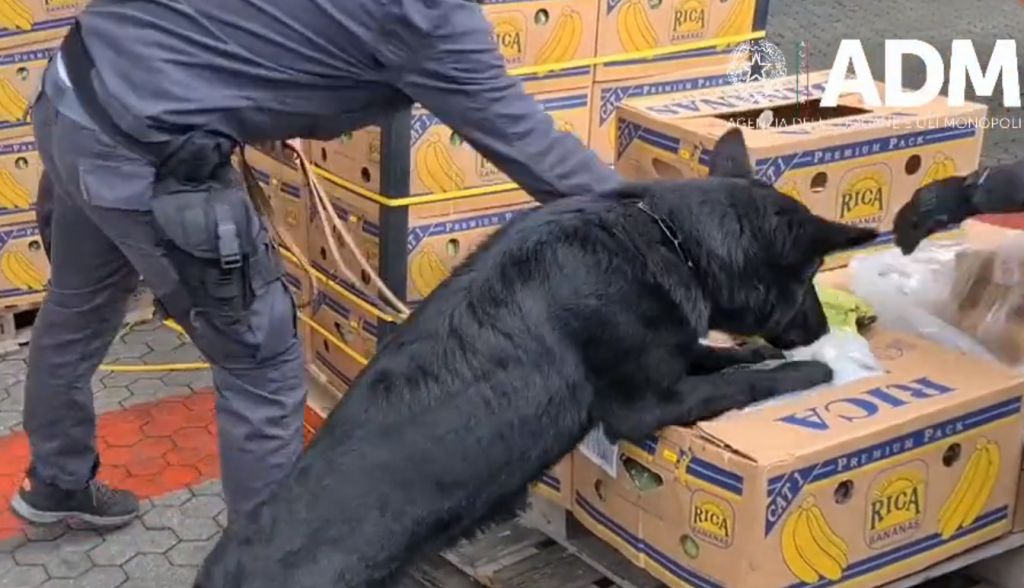 Η ιταλική αστυνομία εντόπισε 2,7 τόνους κοκαΐνης σε φορτίο με μπανάνες