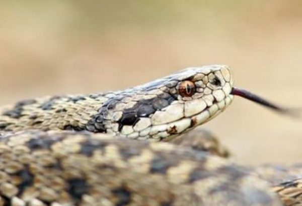 Βελτιώθηκε η υγεία της 39χρονης που τη δάγκωσε οχιά | tanea.gr Βελτιώθηκε η υγεία της 39χρονης που τη δάγκωσε οχιά | tanea.gr