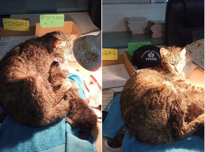 Αστυνομικοί έσωσαν γάτα με τα μικρά της από υπόνομο – Τη φιλοξένησαν στο τμήμα