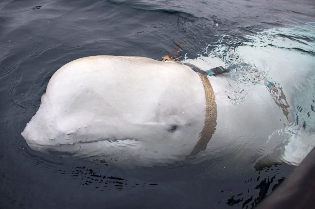 Επανεμφανίστηκε η φάλαινα που θεωρήθηκε κατάσκοπος της Ρωσίας
