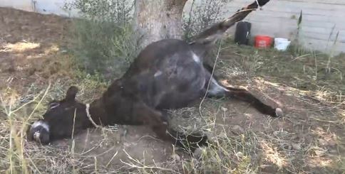 Κακοποίηση γαϊδουριού στο Κορωπί: «Το ζώο έχει πεθάνει βασανιστικά» – Σκληρές εικόνες