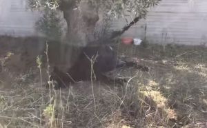 Πρόστιμο 30.000 ευρώ για τον βασανιστικό θάνατο που προκάλεσε σε γαϊδουράκι