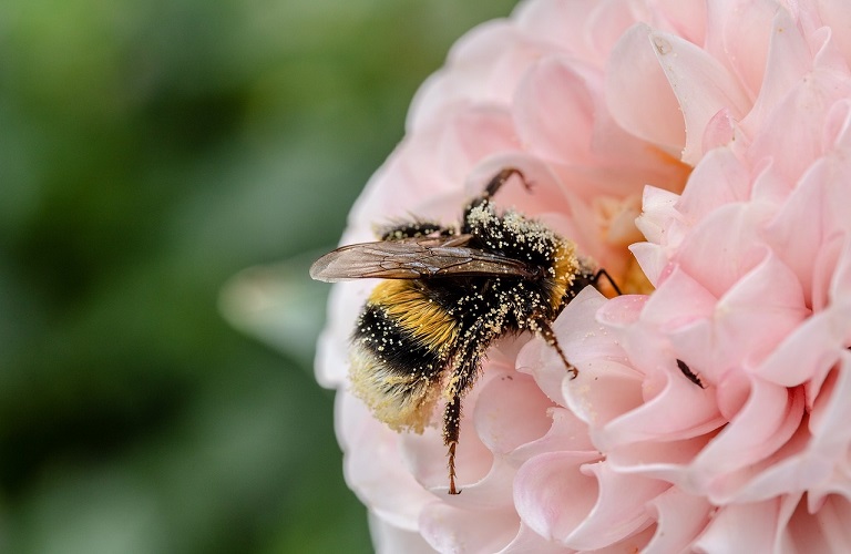Μέλισσες: Νέα στοιχεία για την εκτίμηση των κινδύνων από τα φυτοφάρμακα