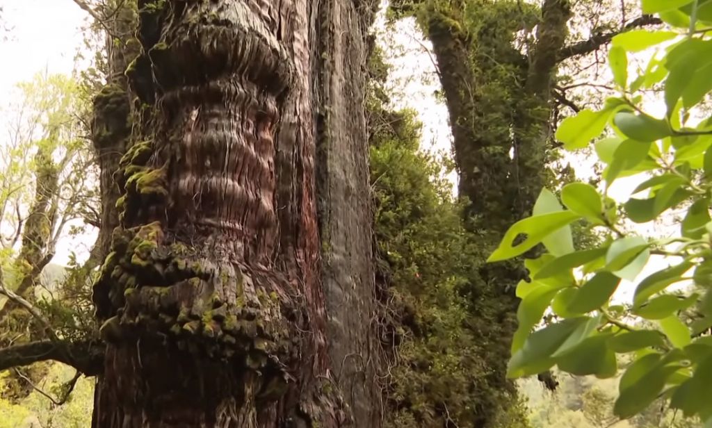 Aυτό είναι το γηραιότερο δέντρο στον πλανήτη