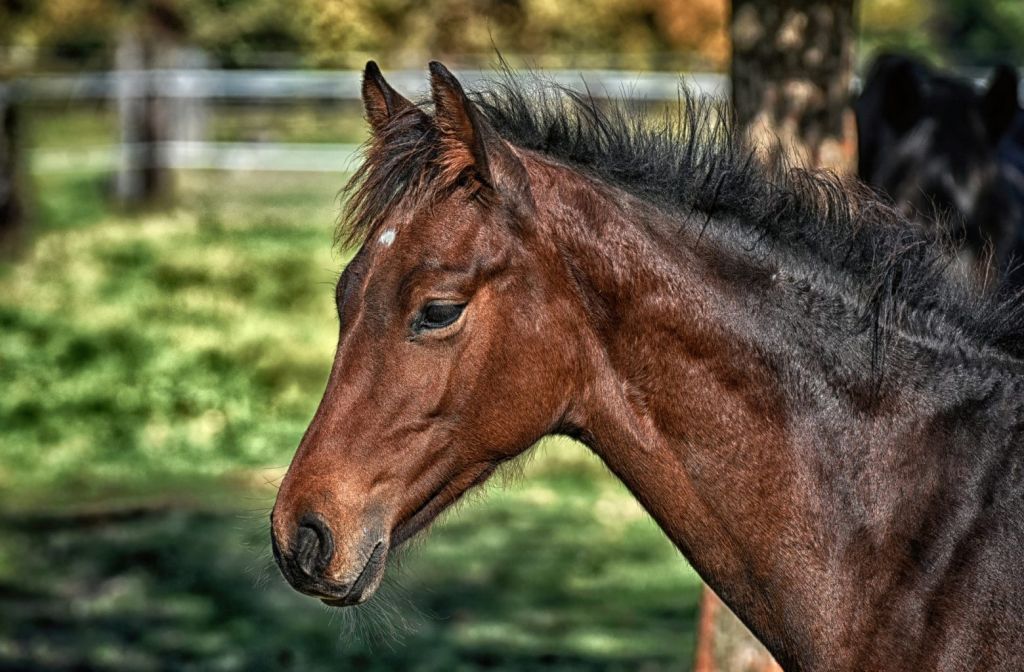 Κτηνωδία στο Ρέθυμνο: Συνελήφθη υπάλληλος Ιππικού Ομίλου που χτυπούσε άλογο με λάστιχο