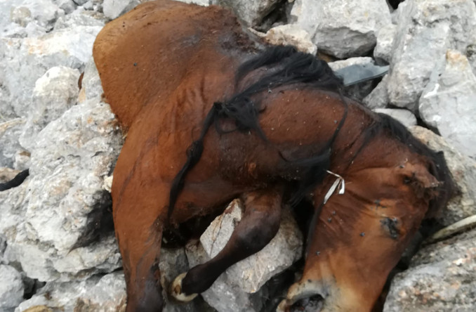 Ερευνα της Αστυνομίας για αυτούς που σκότωσαν άλογα πετώντας τα σε γκρεμό στην Πάρνηθα